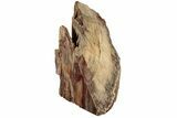 Polished Petrified Wood (Mahogany) Stand-up - Myanmar #185093-1